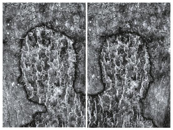 Diptych. The spring sun casts a shadow of a human head and shoulders on a tree. A photo post-processing action resulted in an oddly reversed colored head that appears to have lava flowing inside.