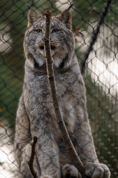 A portrait photo of a Canada Lynx, a small, fluffy grey cat with long black ear tufts and fluffy black cheeks. It's perched atop a branch, and theres a small branch arching up across the center of its face between it and the viewer