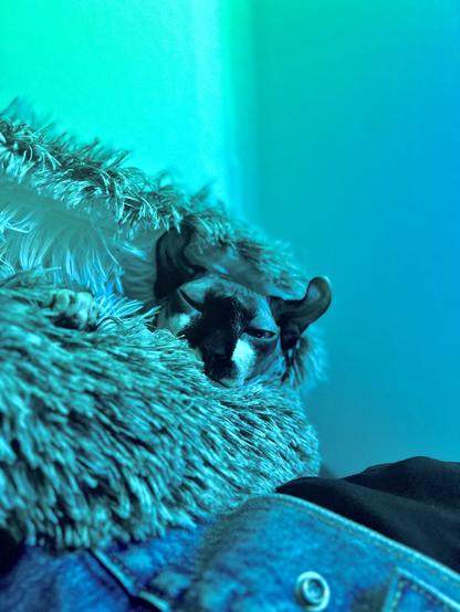Elf cat weary eyed