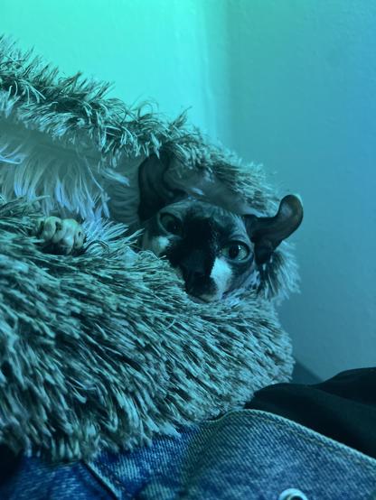 Elf cat notices camera