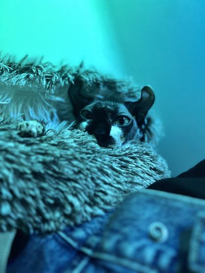 Elf cat looks behind the camera
