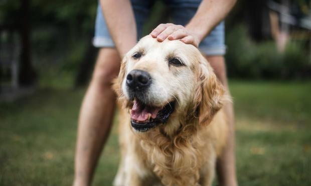 Un perro junto a su dueño, en una imagen de archivo (JAROMIR CHALABALA / Getty IMAGES)