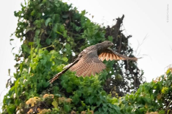 Pheasant coucal in flight, flying left to right, wings on a downbeat and partly backlit by the sun. The coucal is actually a species of cuckoo, a large, heavy-set bird with patterned brown plumage and a long tail, more comfortable on the ground.