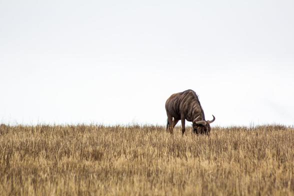 Grazing Wildebeest in South Africa.