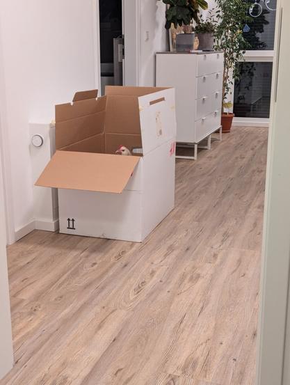 A slightly angled shot of a room with light-coloured laminate flooring. A large, open cardboard box sits in the centre of the room, with the top flaps folded outwards. Inside the box, the white head of a chicken is visible. To the right of the box, a white chest of drawers stands against the wall. A potted plant is placed on top of the drawers. A floor-length window is visible in the background with the roller shutters down. The walls are white and a doorway is visible on the left side of the image. The flooring has a light wood grain pattern.