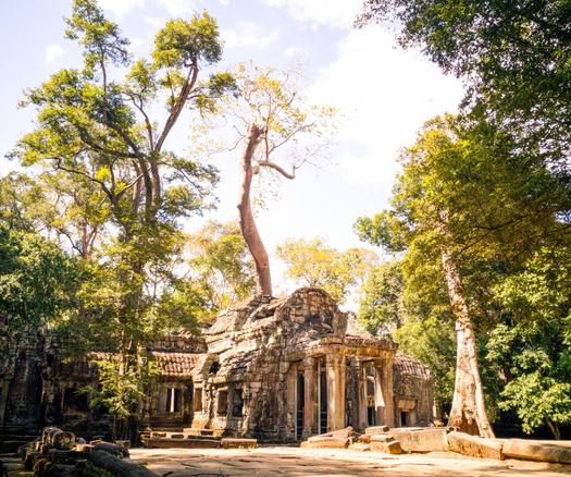 Photo shows an old temple gate in the middle of several trees, of which one is extremely tall, white and rises as an "umbrella" over the main gate. In front of the temple gate there is a low stone bridge leading into to the fundament of the temple. The stone is coloured in shades of brown, beige and reddish. It is a sunny day and the sky in the background is blue with some light white clouds.