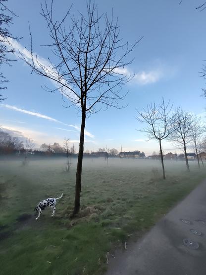 Eine Wiese mit jungen Bäumen Wegesrand. Es ist ein Kalter Morgen und der Bodennebel liegt noch schwer auf der Szenerie. Der Himmel ist blau mit einigen Wolken, die auch Kondensstreifen von Flugzeugen sein könnten. Mein Dalmatiner schnüffelt da auch so rum. .