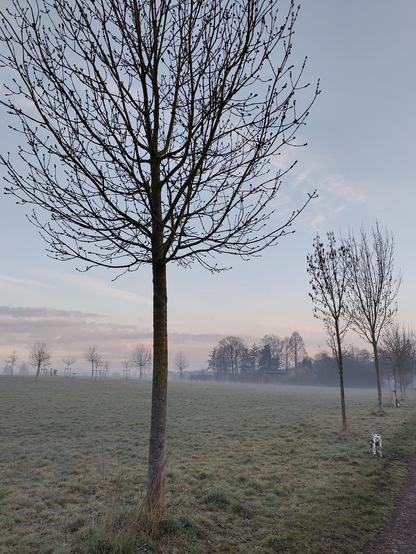 Ähnliche Szene wie im anderen Bild. Es sieht noch etwas frostiger aus und es ist ne andere Wiese...