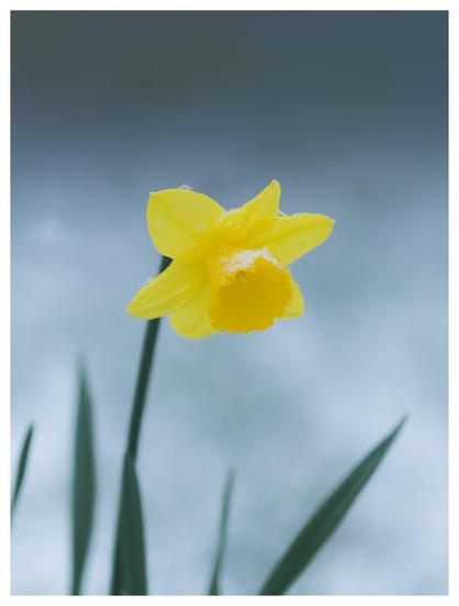 A close-up photo of a vibrant yellow daffodil blooming in the snow, symbolizing the arrival of spring and resilience.