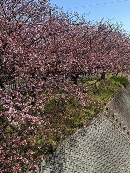 Sakuras précoces en fleurs le long d'une rive de Kawazu
