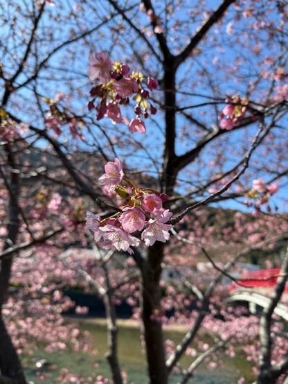 Détail de fleurs de cerisiers