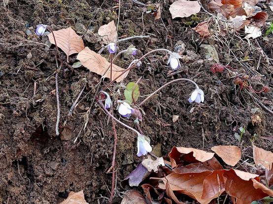 Kleine blaue Frühlingsboten, die Leberblümchen