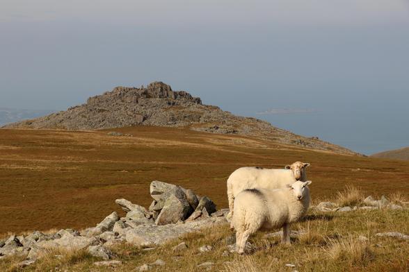 two welsh mountain sheep stand looking at the photography as the photographer looks out over the grassy mountainside to a rocky outcrop