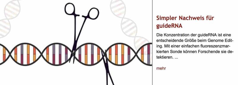 Schema-Strichzeichnung von einer Pinzette, die einen DNA-Strang hält, und einer Schere, die hineinschneidet. Rechts daneben Überschrift "Simpler Nachweis für guideRNA" des im Post verlinkten Artikels, gefolgt von dessen Vorspann.
