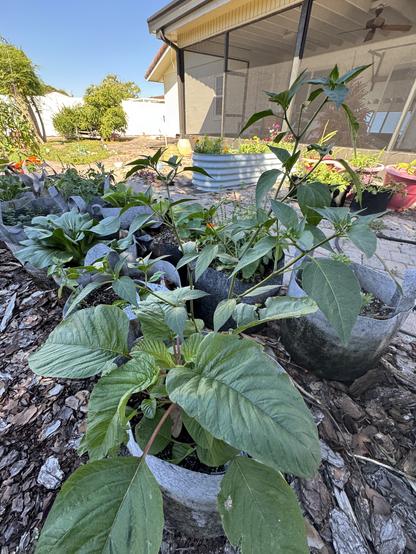 Green amaranth plant shorter and bushier than the Thai green pepper plant in the gray grow bag.