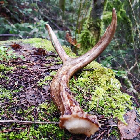 Close-up shot of a single deer antler (shed) resting on a mossy surface. The antler, predominantly light brown with darker accents, exhibits a smooth, curving form with two tines pointing upwards. The foreground consists of a bed of vibrant green moss intermingled with brown pine needles and decaying leaves