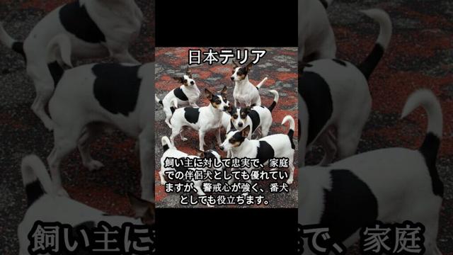 日本テリアのかわいい生態、雑学【犬】#dog #dogshortsvideo #いぬ #イヌ #犬 #子犬  #かわいい #雑学 #豆知識 #解説