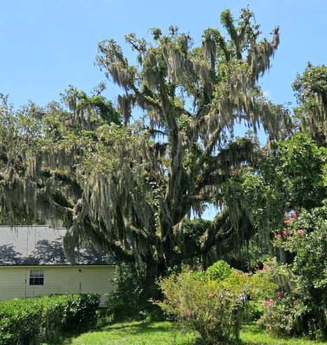 Enormous old oak tree draped with Spanish Moss.