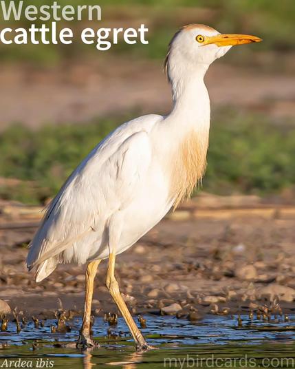 🌎 Western cattle egret (Ardea ibis) 

The western cattle egret is a small, white heron with a yellow bill and legs. Originally from parts of Eurasia and Africa, it has dramatically expanded its range globally. Breeding adults display orange-buff plumes. They thrive in grasslands and agricultural areas, often seen alongside livestock, feeding on insects disturbed by the animals. Their behavior includes colonial nesting and a diet primarily of insects, though they also consume other small animals.

Conservation status: Least Concern (IUCN 3.1)

📷: Photo by Beto_MdP via Pixabay 

ECPV