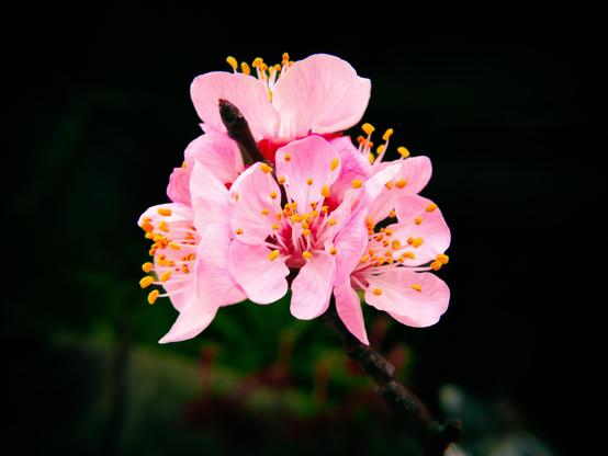 La photographie représente une grappe de fleurs de cerisier roses avec des étamines jaunes, sur un fond sombre. Les fleurs sont en pleine floraison et l'arrière-plan sombre rend leurs couleurs éclatantes.