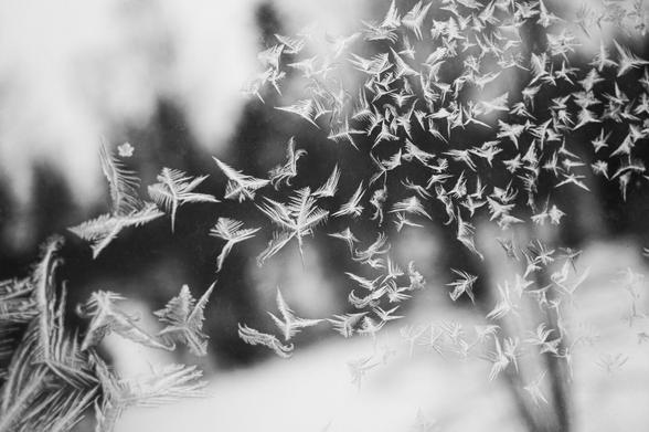 Fernfrost on a pane of window glass takes the shape of birds in flight.