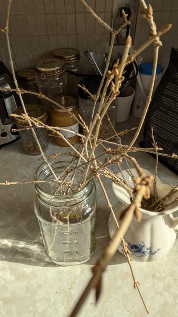 Bare branches from a forsythia bush in a jar. The branches are covered in buds.