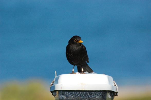 A blackbird perched on top of a street lantern in front of a blue background