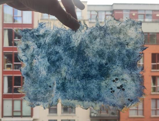 One of the prints held up by a hand against a window. Apartment buildings are seen outside the window. Light is filtered through the thin sheet of paper, sillhouetting a few tiny clover inclusions in the corner.