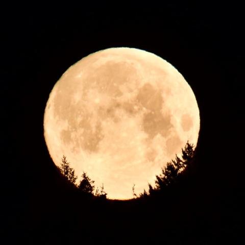 The golden-orange-yellow full moon is setting over a fir forest. The tops of fir trees are just visible as silhouettes framing the round arch of the bottom half of the moon.