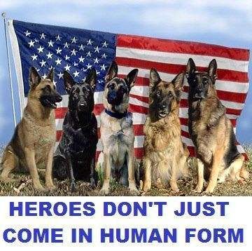 A photo of 5 german shepherd dogs sitting in front of a waving American flag, a blue sky as the backdrop. Below the photo are the words, "Heroes don't just come in human form."