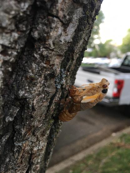A close-up shot shows a cicada shedding its exoskeleton on the side of a tree. The tree's bark is textured and dark gray. The cicada's shed exoskeleton is a light brown color, and the cicada itself is pale yellow with translucent wings. The cicada is clinging to the side of the tree. In the background, there is a blurry view of a white pickup truck. The overall scene is outdoors, with some green grass and trees visible in the distance.