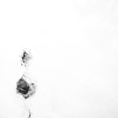 minimalist, black-and-white image of a reflection of leaves in the river