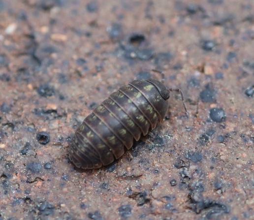 Close up of a small round arthropod. It is dark gray, oval shaped, and covered with overlapping plates. It has two small curved antenna.