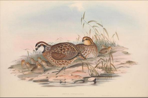 'Ortyx Virginianus'
from «Partridges of America» by John Gould, 1850
https://archive.org/details/monographodonto00goul/