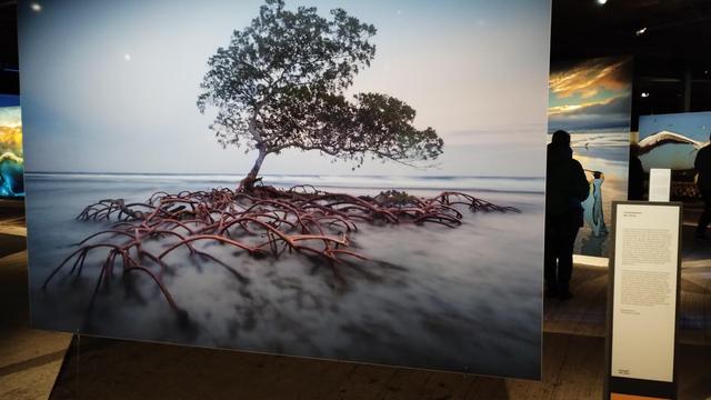 Photo of mangroves in Indonesia