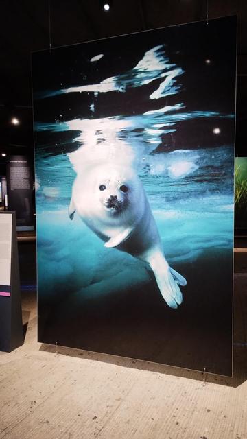 Photo of a white seal under water