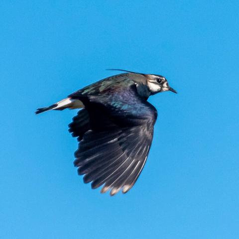 Ein fliegender Kiebitz in Rheda-Wiedenbrück
