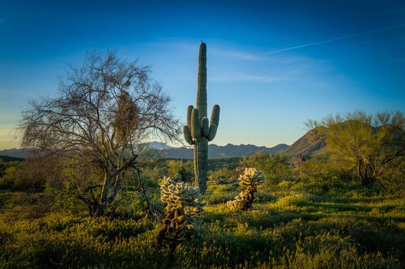 A saguaro cactus with a songbird perched on top at sunrise in the Tonto National Forest in Arizona.
