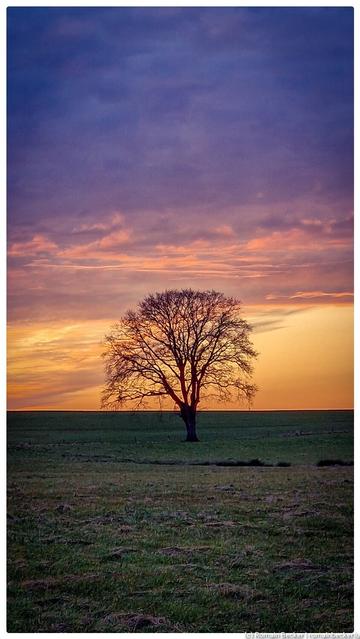 A lonely tree in front of a yellow reddish horizon. It stands on a green prairie that stretches to the horizon.