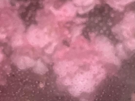 Colour photo taken looking through the window of a florist, of some of warm pink many-petalled flowers (I'm still useless at recognising types of flowers, I can only apologise). The window is covered with raindrops, and is slightly misted up from the inside, giving a soft-focus Vaseline-on-the-lens feeling to the picture.