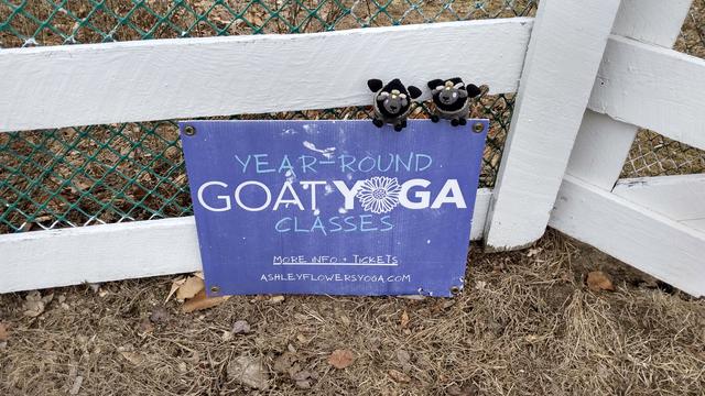 Two small plush goats atop a sign that reads:
YEAR-ROUND
GOAT YOGA
CLASSES

In the background is a white fence, reinforced with  green wire.