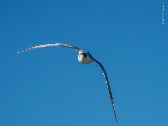 A tern against a blue sky, flying almost directly towards the photographer, banking slightly to its left, with its wings, edge-on, curved downwards in an almost perfect semicircle.