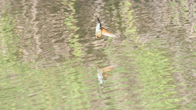 A rainbow bee-eater in a vertical dive, wings outstretched, a few centimetres from the rippled surface of a billabong. The bird's reflection can be seen, distorted, in the water.