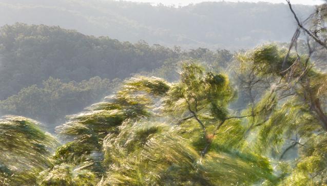 Long exposure of a wet gum tree violently tossed by the wind. The various degrees of freedom of different branches can be seen by the blurred strokes of the foliage, and looking more closely you can see myriad shining trails where the sun is glinting off wet leaves, tracing out both their sinusoidal twisting as well as their longer tossed journey.
In the background are successive treed ridges down in the valley, relatively calm and stationary.