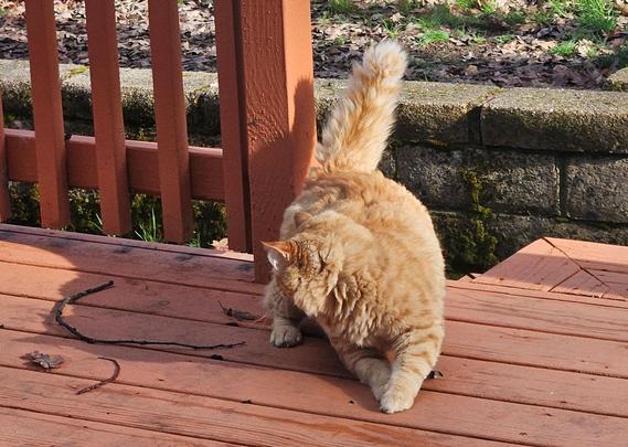 Obi is a fluffy orange tabby. He plays with a small, gray catnip mousie on the red-orange wooden boards of a back deck.