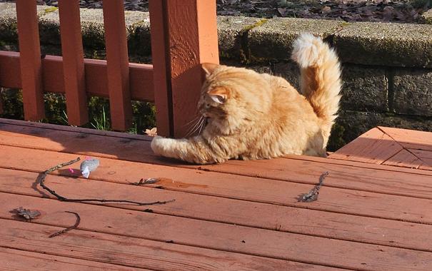 Obi is a fluffy orange tabby. He plays with a small, gray catnip mousie on the red-orange wooden boards of a back deck.