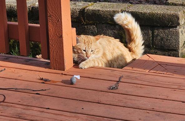 Obi is a fluffy orange tabby. He plays with a small, gray catnip mousie on the red-orange wooden boards of a back deck.