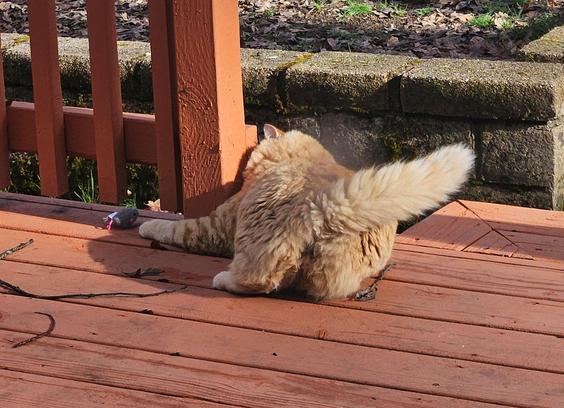 Obi is a fluffy orange tabby. He plays with a small, gray catnip mousie on the red-orange wooden boards of a back deck.