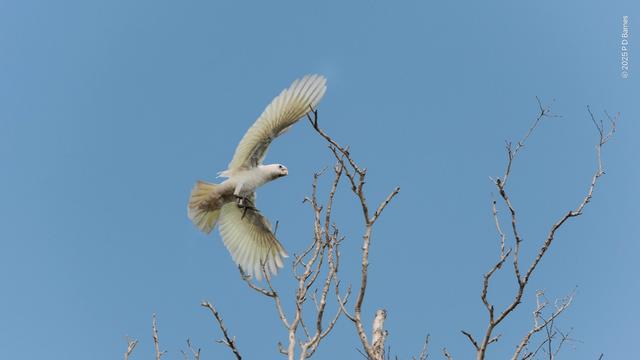 A little corella about to alight on the topmost branches of a dead tree, seen from below against a blue sky. The corella's wings are swept wide and slightly forward with the sun shining through them. Its claws are down, ready to grasp the branch.