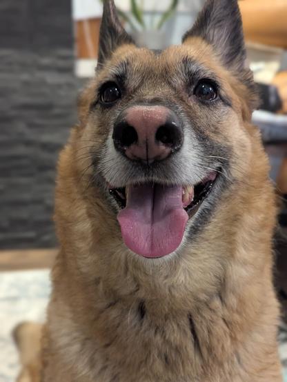 This is a close-up, slightly angled portrait of a dog's face. The dog appears to be a medium to large breed with a warm brown and tan coat.